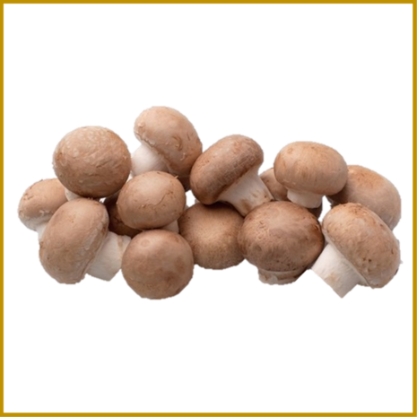 CHAMPIGNON - BRUIN - STARTSET